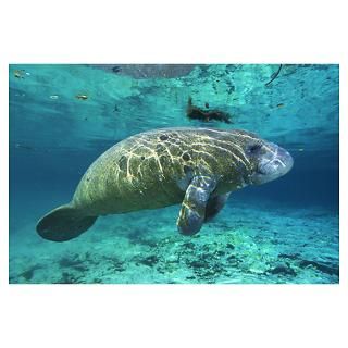Florida manatee floating in water Poster