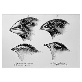 Diagram of beaks of Galapagos finches by Darwin Poster