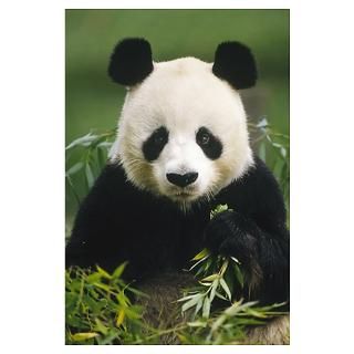 Giant Panda (Ailuropoda melanoleuca) eating bamboo Poster