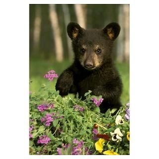Captive Black Bear Cub Playing In Flowers Minnesot Poster