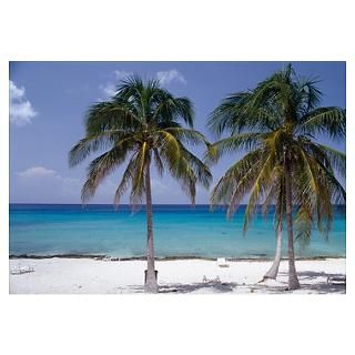 Deck chairs and palm trees on beach, Cuba Poster