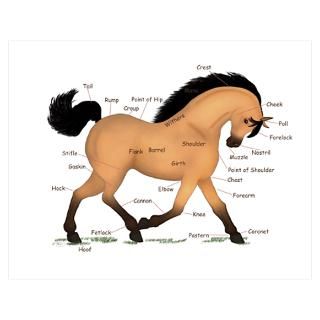 Buckskin Dun Horse Anatomy Chart Poster