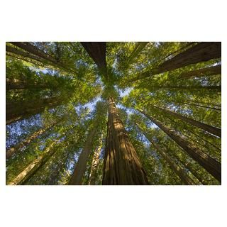 Redwood forest in Humboldt Redwood State Park Poster