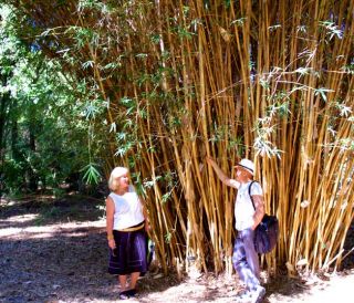 Alphonse Karr Live Bamboo Plant Big 1 Gallon Hedge