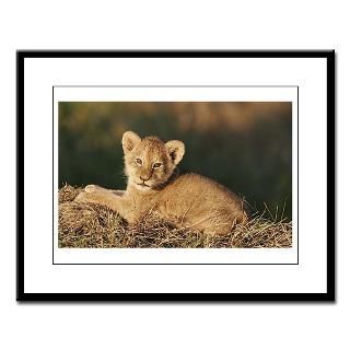 Lion cub 23 Large Framed Print