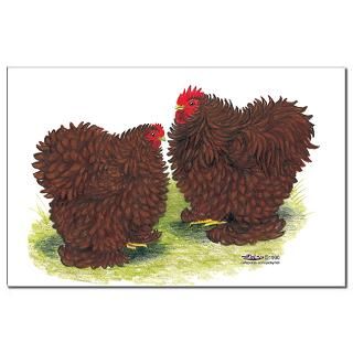Red Frizzle Chickens : Diane Jacky On Line Catalog
