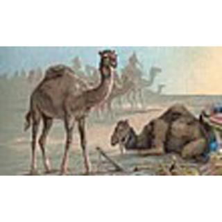 Camels : Pet Drawings