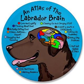 Brain of Chocolate Labrador T Shirts and Gifts  Dogs, Cats, Creatures