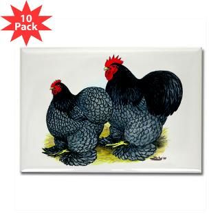 Blue Cochin Rooster and Hen : Diane Jacky On Line Catalog