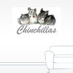 The Chinchilla Gift Store