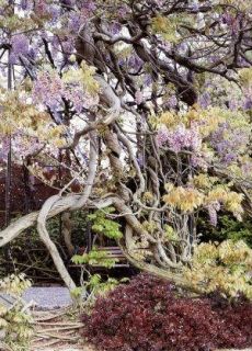 The Empress of Bonsai Purple Chinese Wisteria Tree 5 Seeds Fabulous