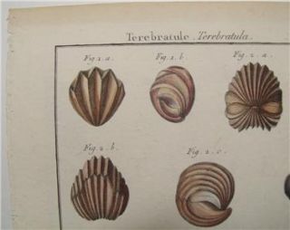 Antique Shell Print Lamarck Coquille Bivalve Engraving