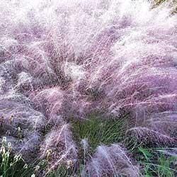 Live Plant Ornamental Muhley Grass with Purple Plum