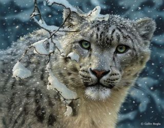 Snow Leopard by Collin Bogle Canvas