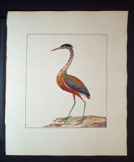 1794 Lewin Bird Original Watercolor African Heron