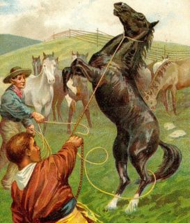 1908 Liebig 925 Cowboy Wild West Horse Card Antique