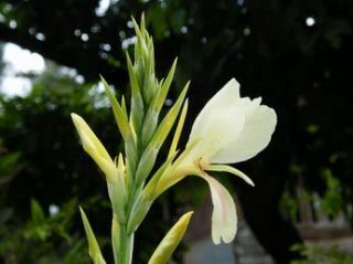 10 Seeds White Tropical Canna Lily Free Document