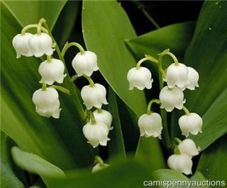 100 Live Lily of the Valley Perennial shade Plant Fragrant White bell