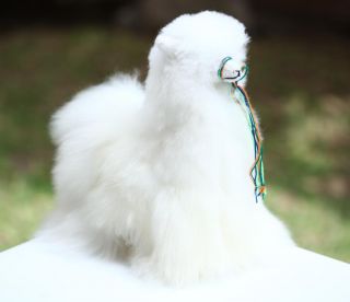 Unique Brand New Baby Alpaca Andes Llama Plush Stuffed White