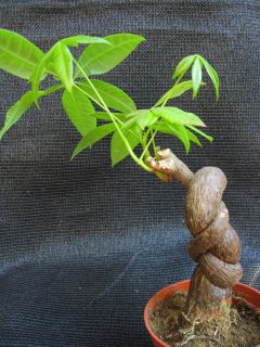 RARE Unusual Twist Plants Lucky Money Tree Pachira