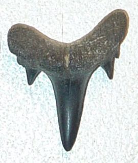 This is a Rare Pristine Extinct Mackerel Striatolamia Shark Tooth