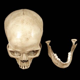 Unique White Hand Made 1 1 Human Resin Skull Replica Cranium M4