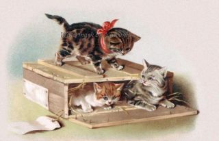 Maguire Kittens Cats Repro Greeting Card Play in Wooden Crate