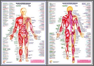 Major Muscles Anatomy Wall Charts 2 Poster Set