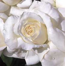 Maria Shriver Grandiflora Rose Bush