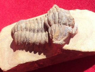 VERY SPECIAL GRAVICALYMENE MAURA FOSSIL TRILOBITE. MOROCCO. NICE