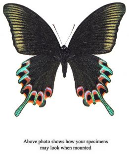 Papilio Hermeli Unmounted Female