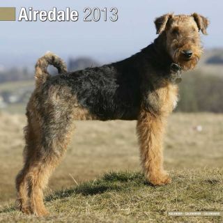 Kalender 2013 Airedale Terrier