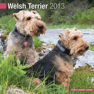 Kalender 2013 Welsh Terrier