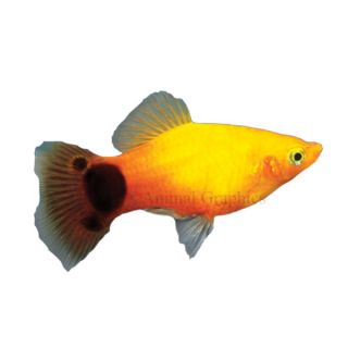 Live Pet Fish Tropical Sunburst Platy