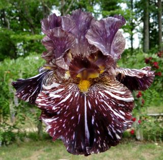 Tall Bearded CHOCOLATE MOOSE Iris BROWN STREAKED BEAUTY 03 Perennial