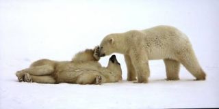 XXL Ansichtskarte spielende Eisbären   Polar Bears