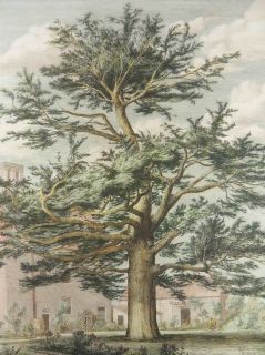 ZEDER BAUM ENFIELD LONDON STRUTT ENGLAND KOL. RADIERUNG 1826