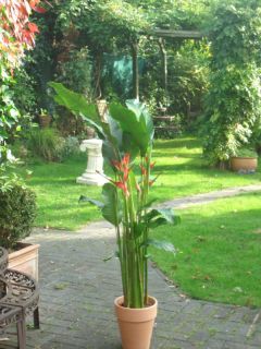 Sie bieten auf eine wunderschön blühende Heliconia Pflanze:
