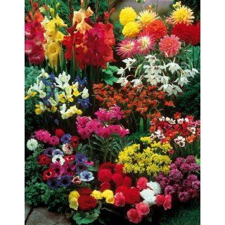 Sommerflor Blumenzwiebel Sortiment, 77 Stück bestehend aus Gladiolen