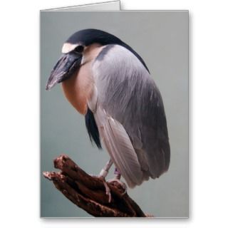Bronx Zoo 127 bird 2a Greeting Card