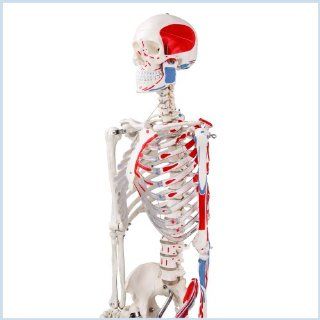 Skelett, 175cm, mit Muskelbemalung Baumarkt