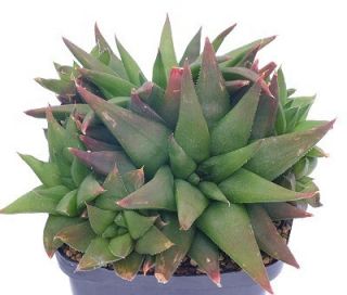 Haworthia angustifolia Kakteen Sukkulente Aloe Pflanze bewurzelt