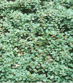 Cotoneaster Frieders Evergreen, Kleine Teppichmispel