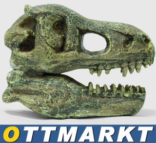 Dinosaurier Schädel Ausgrabung Paläontologie Dino T Rex