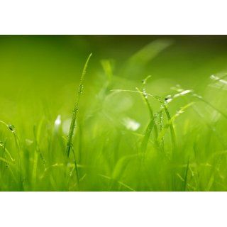 Fototapete Motiv Green, grünes Gras, 368 x 254 cm, 8 teilig