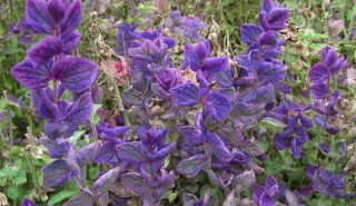 Salvia horminum , blauer Schopfsalbei #337