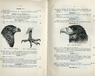 Die heimischen Raubvögel ° Dr. Martin Löpelmann ° 1927