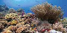 Korallenriff Aquarium in HD   Die Unterwasserwelt der Fidschis 