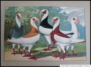 1911 Tauben Dove Pigeon Orient Nürnberger Bagdetten Taube Chromlitho