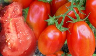 Historische Tomate San Marzano Lampadina 30 Korn + #496